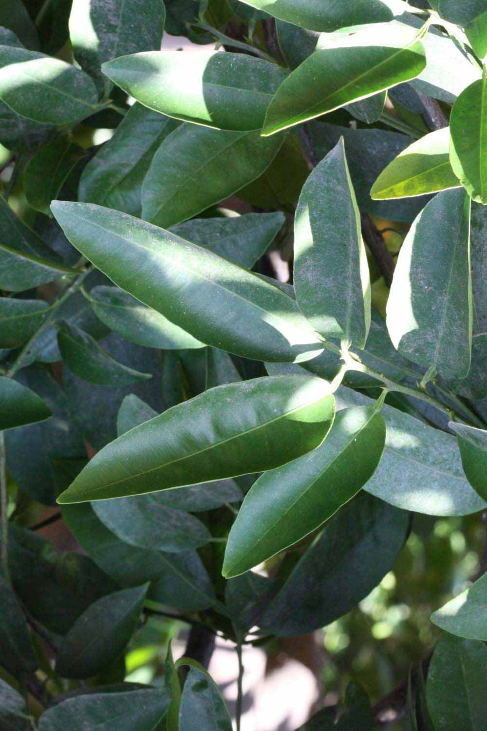              Shade leaves (Riverside, CA)       